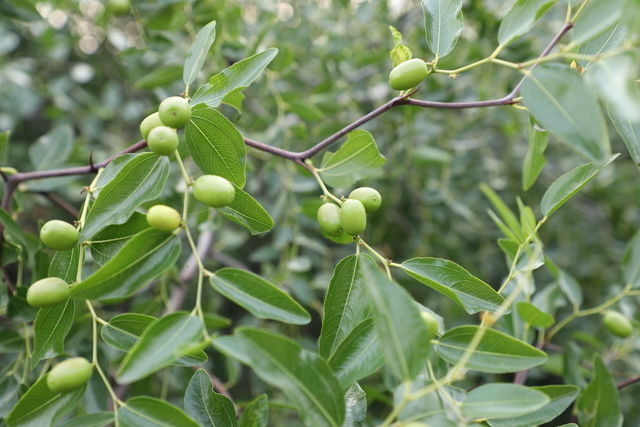 ����ţ����ô����