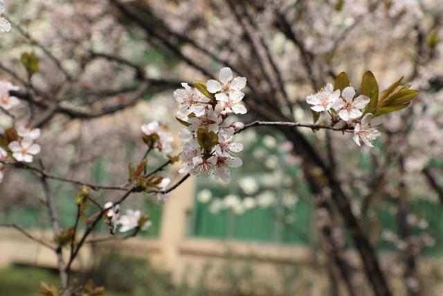 �����������ƶ���ô���ó�