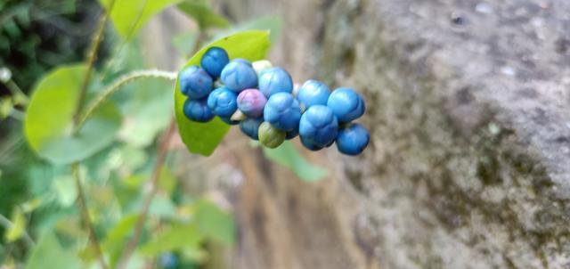 ������Ħ����;