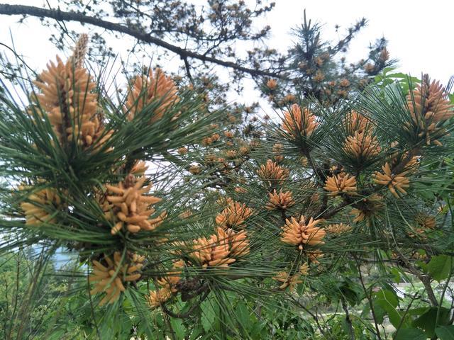 羊肉燉淮山怎么做好吃