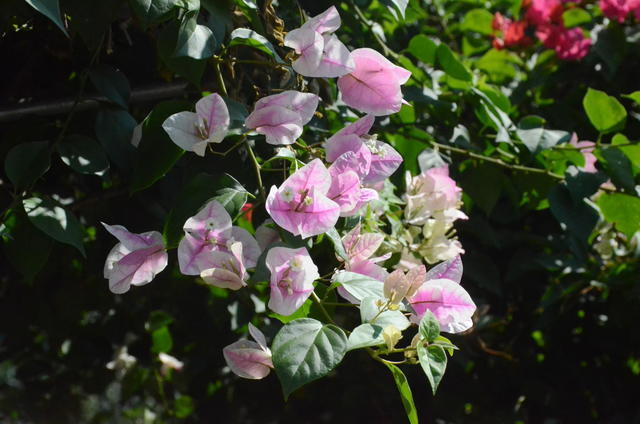 ���Գ�θ��Ҫע��ʲô��ʳ