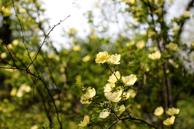 �����Źǵ���������Щ�ֱ�ż���