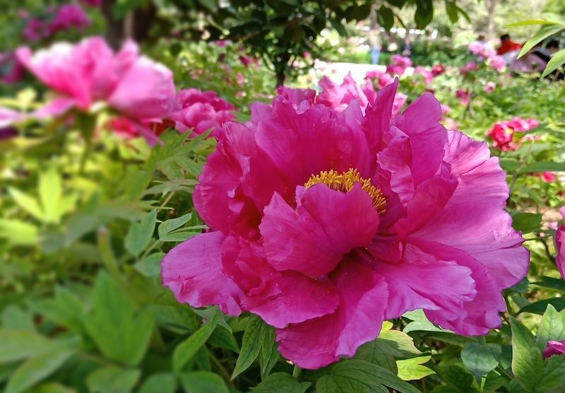 ���rţ����ô����偺ó�