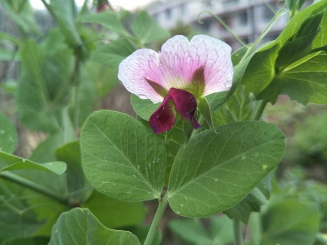 С����Ƣˮ��ô��