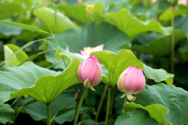 <a href=https://www.shuisutang.com.cn/ target=_blank class=infotextkey>水苏糖</a>