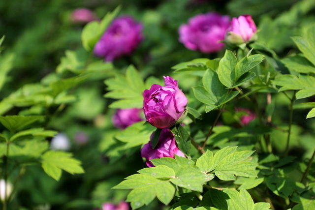 <a href=https://www.shuisutang.com.cn/ target=_blank class=infotextkey>水苏糖</a>