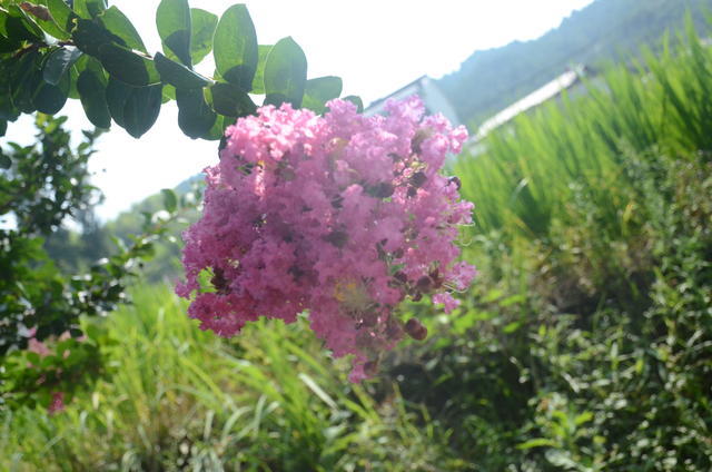 银耳莲子可以炖排骨汤吗