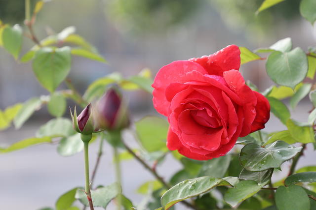 <a href=https://www.shuisutang.com.cn/ target=_blank class=infotextkey>水苏糖</a>