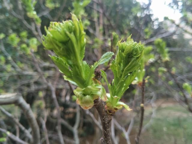 �и��������ĺô��͹�Ч