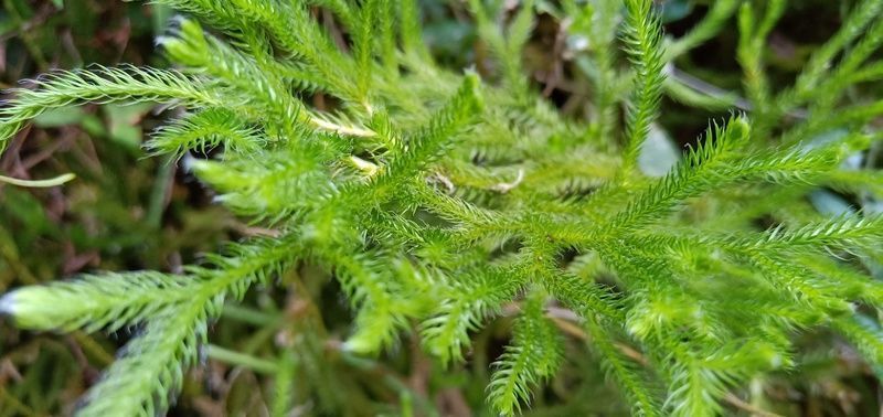 <a href=https://www.shuisutang.com.cn/ target=_blank class=infotextkey>水苏糖</a>