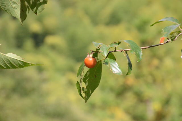 ���г�θ������ô��