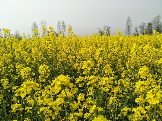 ��������cθ���չ�������