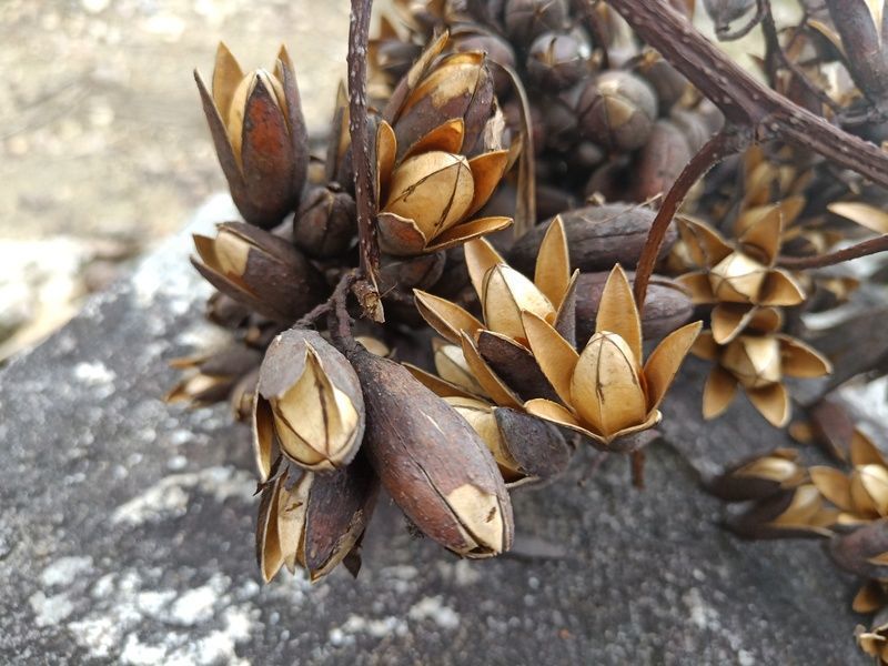 <a href=https://www.shuisutang.com.cn/ target=_blank class=infotextkey>水苏糖</a>