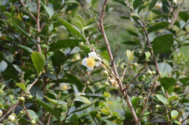 ÿ������������Ƕ��ٿ�