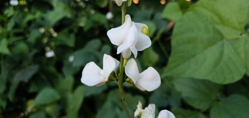 ������ȺΪʲô��Ӱ�����