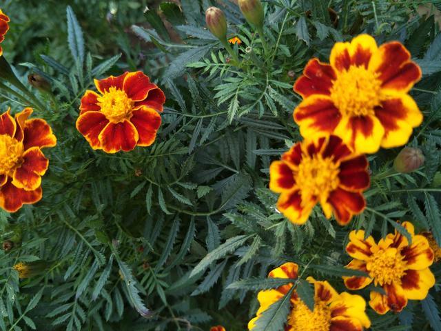 ���Ӱײ˽�����ô��