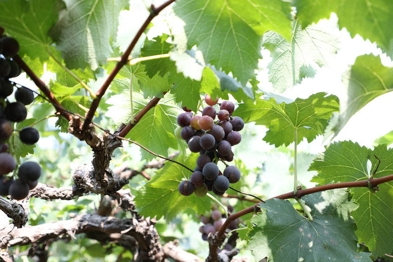 �����ľ���������Ƣθ�麮��