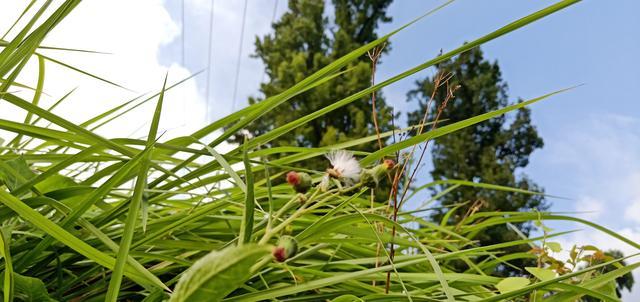 肠道菌群失调会导致腹胀吗