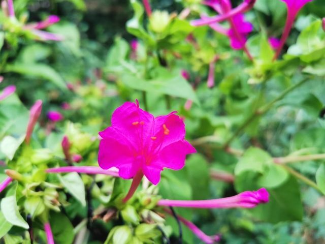 鸡蛋和面粉怎么做早餐