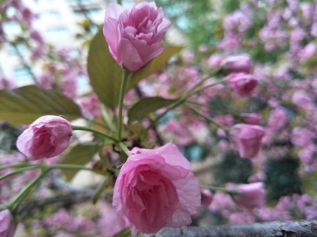 <a href=https://www.shuisutang.com.cn/ target=_blank class=infotextkey>水苏糖</a>