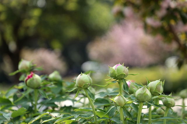 Ƣθ���������ʲô