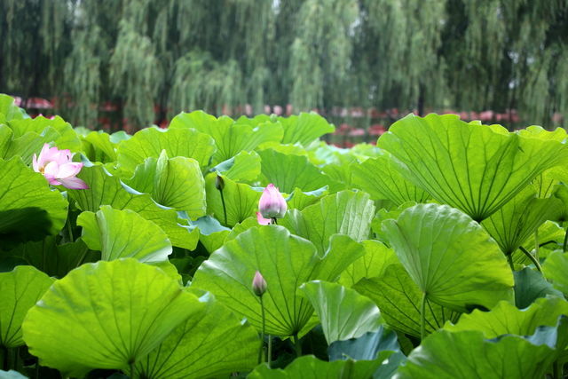 ��θ���õ���Ӧ�ó���ʲô