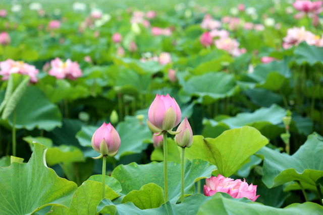 θǿƢ������