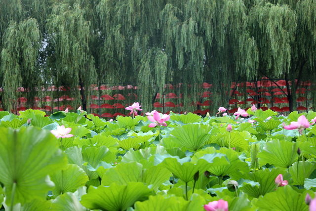 ��������Ϸ�ʲô�{(di��o)��