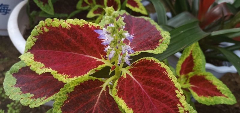 ����Ϊʲô�е�Ͳ