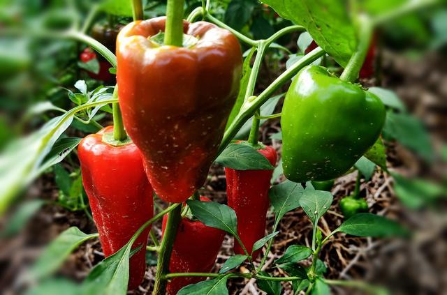 小孩大便溏稀的食疗方法