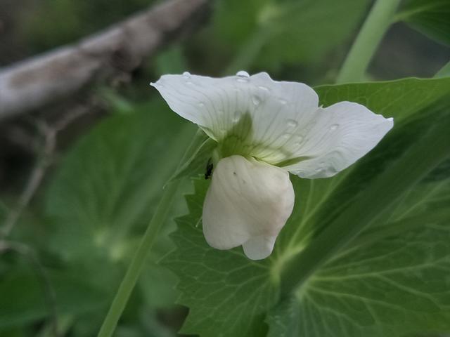 ȹ������ô�������Ȼ��ó�