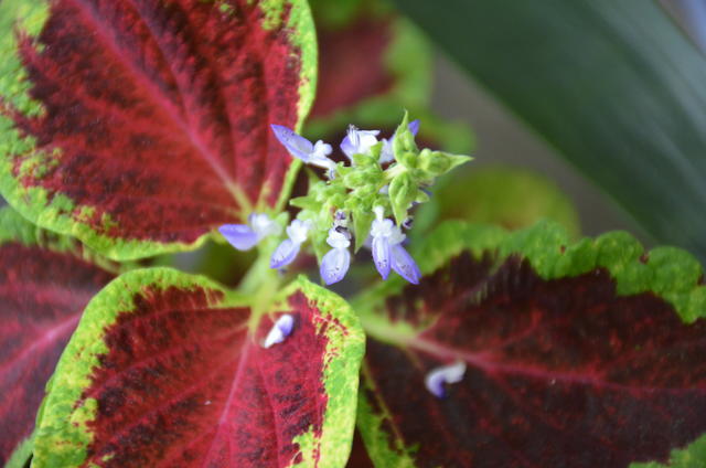 ������ʲô��źó�