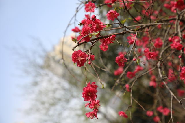 熟的羊肉怎么烧汤好喝