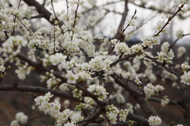 ����L����δ�����Ė|��զ��