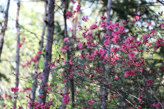 洋蔥為什么會辣眼睛的原理