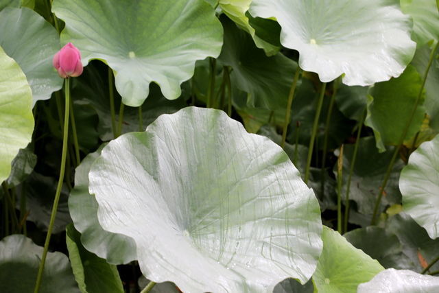 ���ӳ����䶯��ʳ��