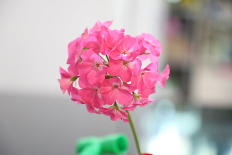 ��θʹ���ԳԼ�����