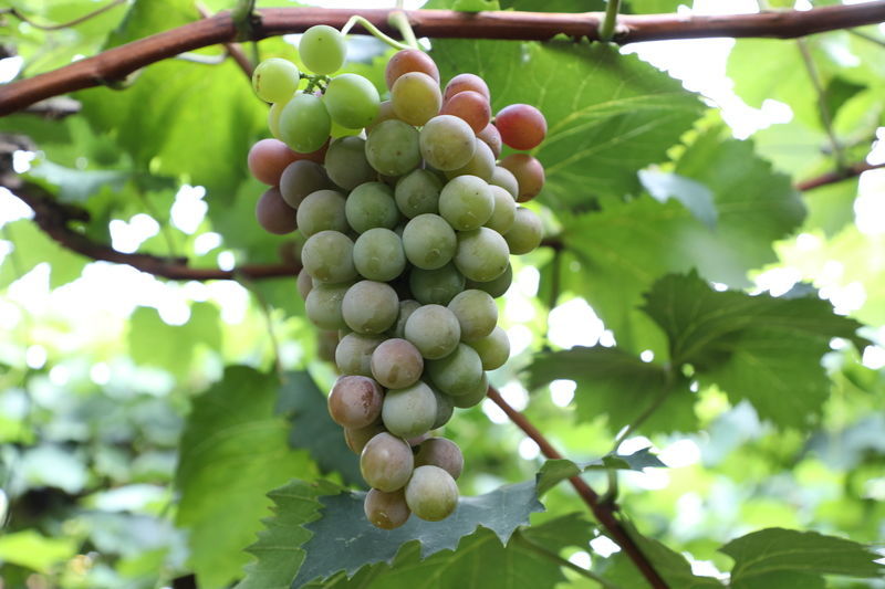 胃肠病人适合吃的食物