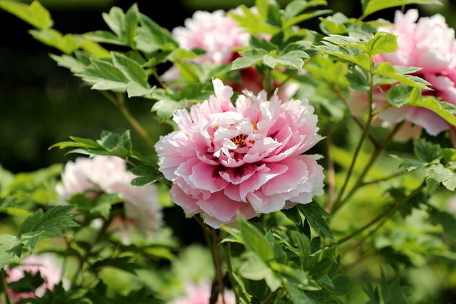 ����ţ����ô���ó�