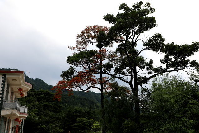 <a href=https://www.shuisutang.com.cn/ target=_blank class=infotextkey>水苏糖</a>