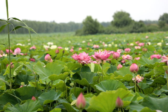 һ���������Ƣθ��һ��