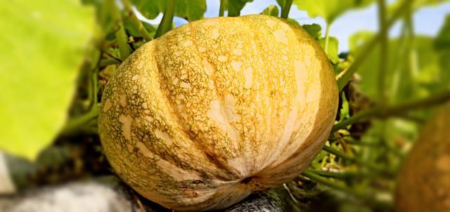 肠鸣怎么办快速解决