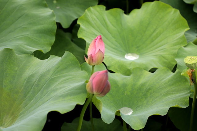 鸡蛋和面粉怎么做好吃