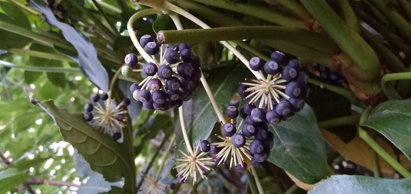 红烧排骨的家常做法窍门