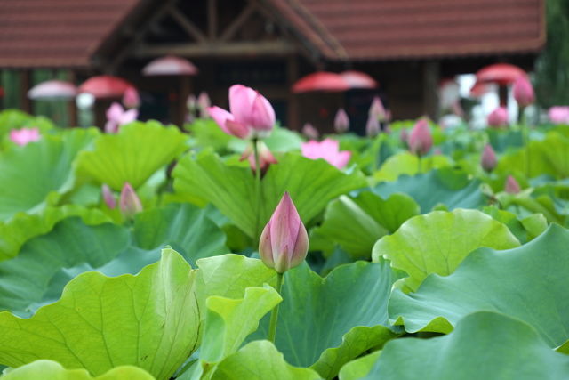 ��θ�������ԳԏC����