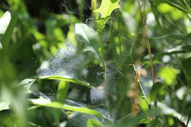 熟牛肉怎么燴好吃