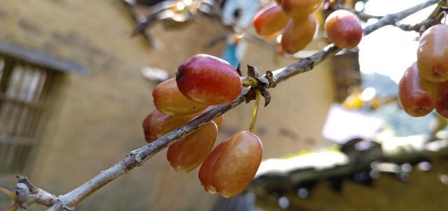 ���ֲ�Գ�θ��