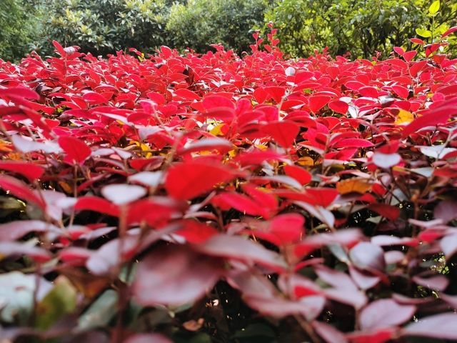 ����������ʲô�˺�