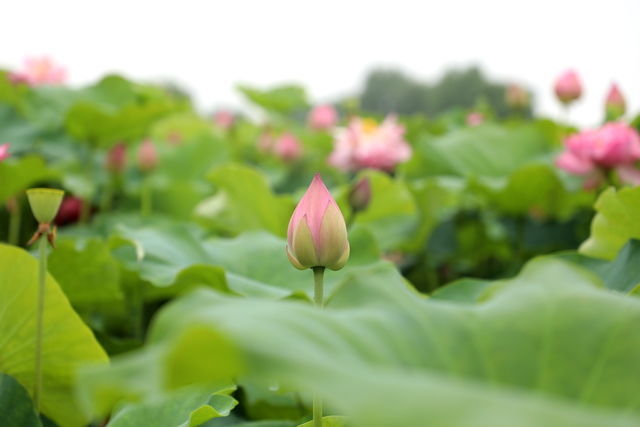 白米饭怎么变成粥