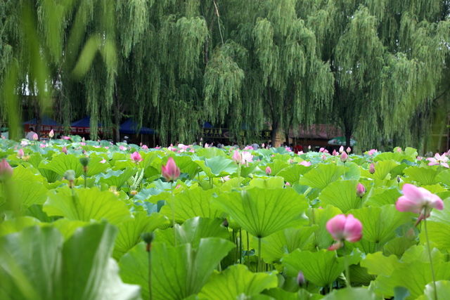 鮮百合怎么清洗才能吃